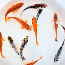 Load image into Gallery viewer, Toledo Goldfish Common and Shubunkin goldfish