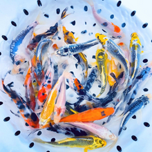 Load image into Gallery viewer, TOLEDO GOLDFISH | Live standard fin Koi for ponds and aquariums