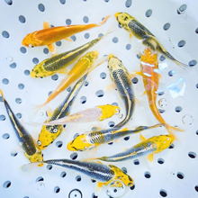 Load image into Gallery viewer, Toledo Goldfish | Sunshine yellow koi standard fin and butterfly fin koi