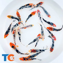 Load image into Gallery viewer, Tri - Colored Koi Toledo Goldfish koi with three different colors include red, black, and white.