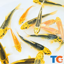 Load image into Gallery viewer, Toledo Goldfish Yellow koi standard and butterfly fin koi for ponds or aquariums