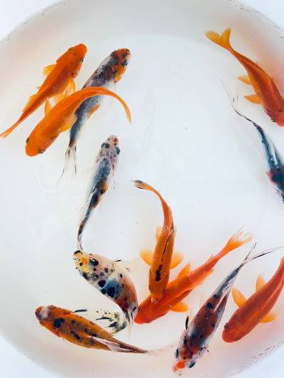 TOLEDO GOLDFISH | Shubunkin and Common goldfish 
