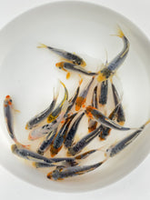 Load and play video in Gallery viewer, Toledo goldfish blue calico koi
