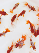 Load and play video in Gallery viewer, Toledo Goldfish sarasa fantail goldfish video