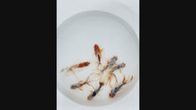 Load and play video in Gallery viewer, Toledo Goldfish Calico Fantail Goldfish