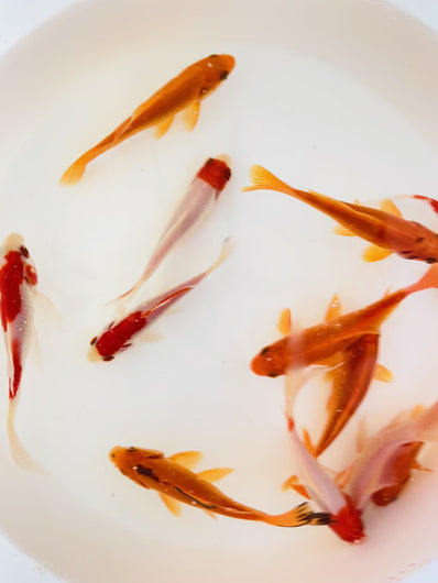 TOLEDO GOLDFISH | Sarasa and Common goldfish