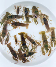 Load image into Gallery viewer, Toledo Goldfish | Crayfish 
