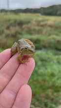 Load and play video in Gallery viewer, Live Bullfrog Tadpoles | Free Shipping | Live Arrival Guarantee
