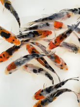 Load and play video in Gallery viewer, Toledo Goldfish tri-colored koi video
