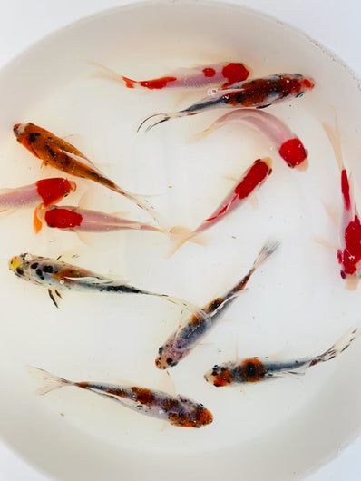 TOLEDO GOLDFISH | shubunkin and sarasa goldfish
