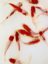 Load and play video in Gallery viewer, Sarasa Comet Goldfish For Sale | FREE SHIPPING | Live Arrival Guarantee TOLEDO GOLDFISH