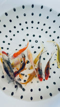 Load and play video in Gallery viewer, Toledo Goldfish Live Koi and Goldfish