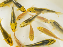Load and play video in Gallery viewer, Toledo Goldfish Yellow Koi Video