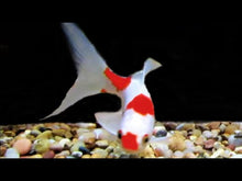 Load and play video in Gallery viewer, Toledo Goldfish Sarasa goldfish in tank