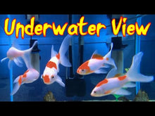Load and play video in Gallery viewer, Toledo Goldfish sarasa Comet goldfish
