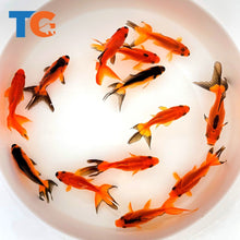 Load image into Gallery viewer, Toledo Goldfish Red and Black Fantail Goldfish