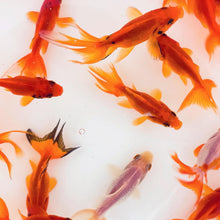 Load image into Gallery viewer, Red Fantail Goldfish
