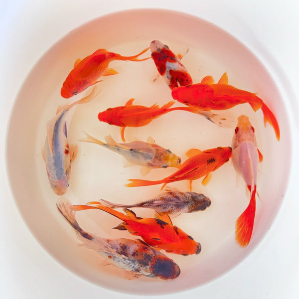 NEW GOLDFISH | Sabao Goldfish