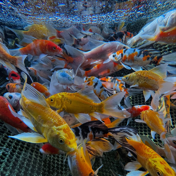 March Into Savings - Great Prices on Goldfish, Koi & More