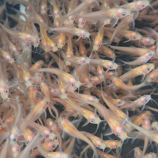 Toledo Goldfish | Albino Catfish
