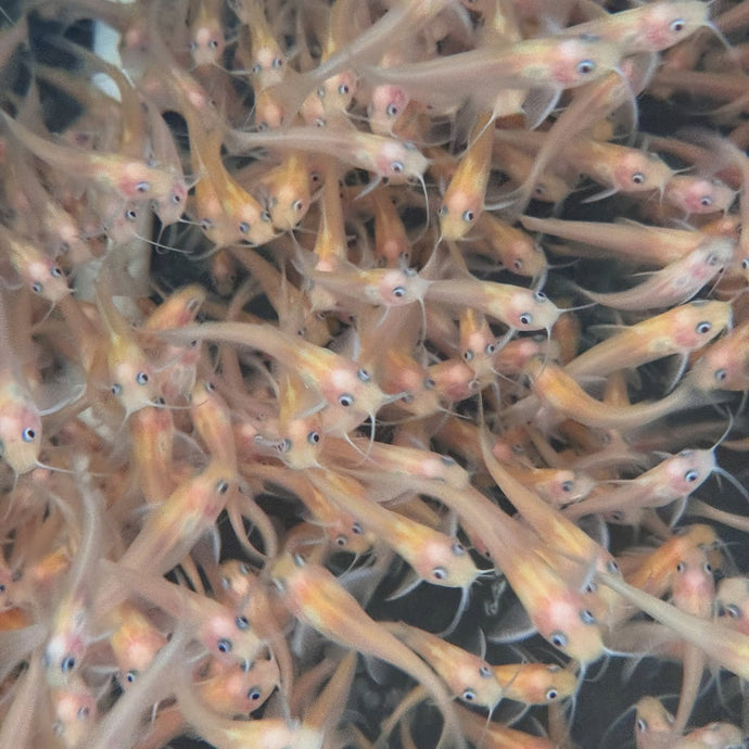 FISH OF THE WEEK | Albino Catfish