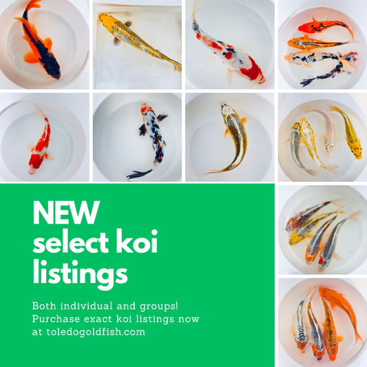 Toledo Goldfish LIve Koi FIsh