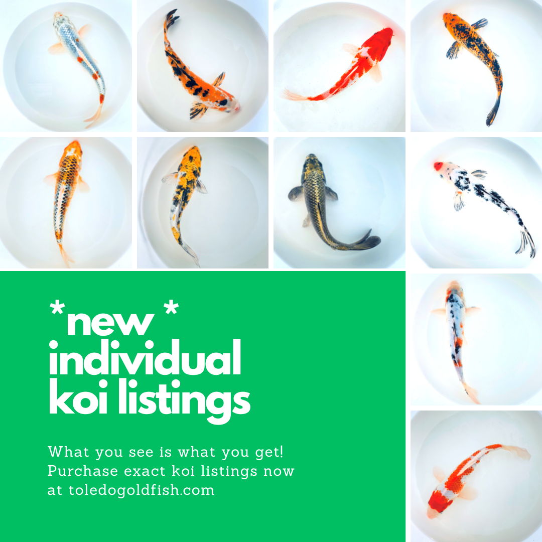 Toledo Goldfish Select Individual Koi Listings These are exact koi listings