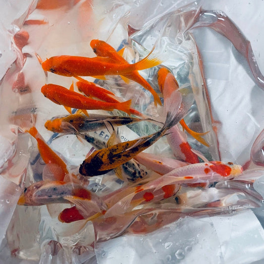 Toledo Goldfish | shipping live fish