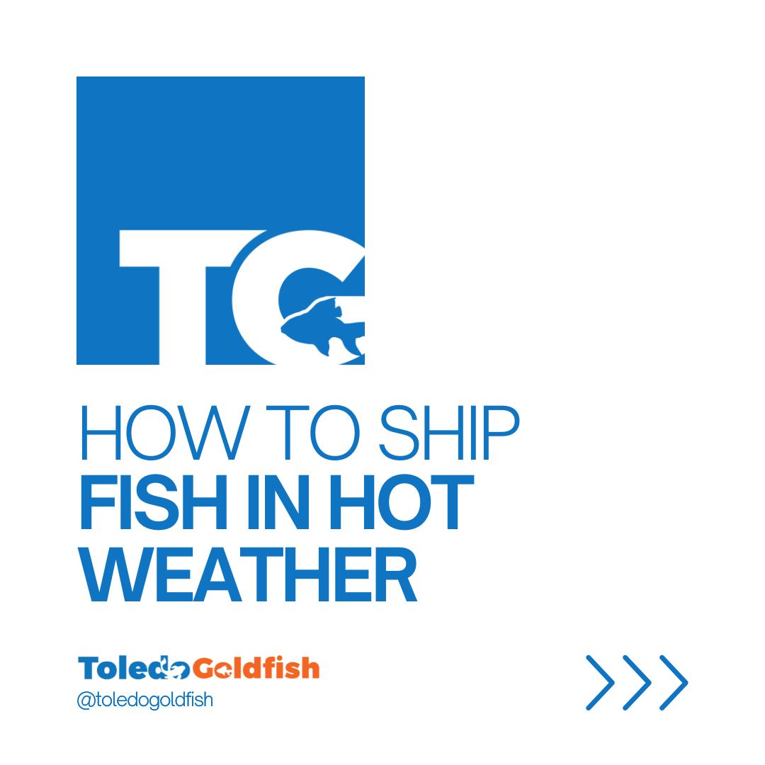 Toledo Goldfish | Shipping Live Fish in Hot Weather