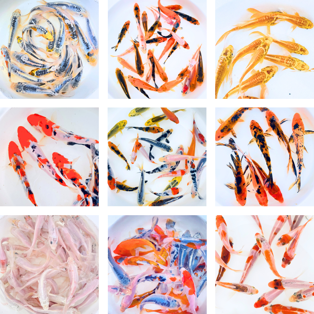 TOLEDO GOLDFISH LIVE KOI FISH COLOR OPTIONS