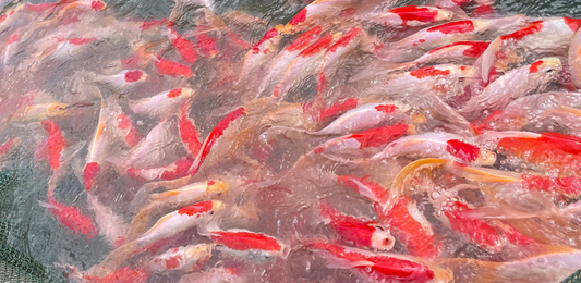 Toledo Goldfish Sarasa Comet Common Goldfish Red and white goldfish