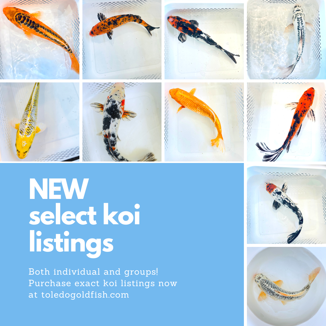 Toledo Goldfish New SELECT KOI Listings Large butterfly and standard fin koi