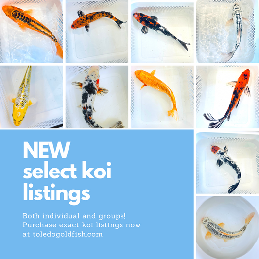 Toledo Goldfish New SELECT KOI Listings Large butterfly and standard fin koi