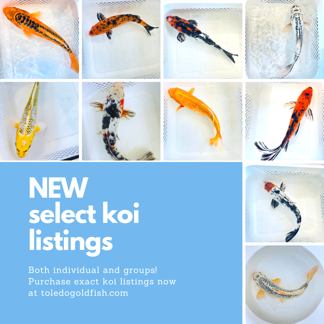 Newest Reserved listing 4 sets of koi