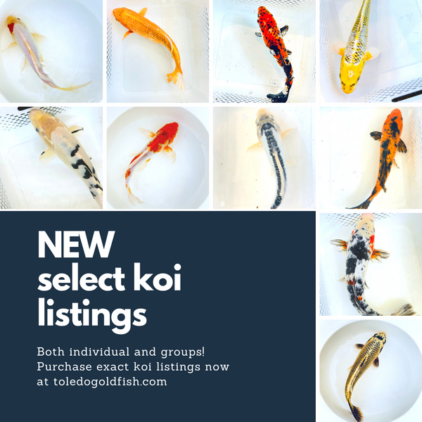 *New* Select Individual Koi Listings