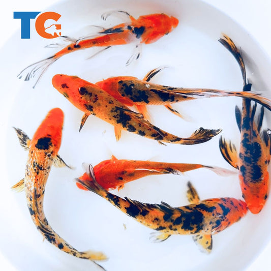 Toledo Goldfish REd and black spooky koi! 