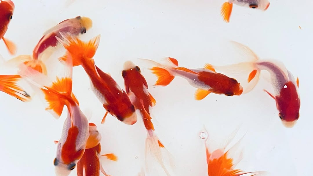 Toledo Goldfish Live red and white goldfish