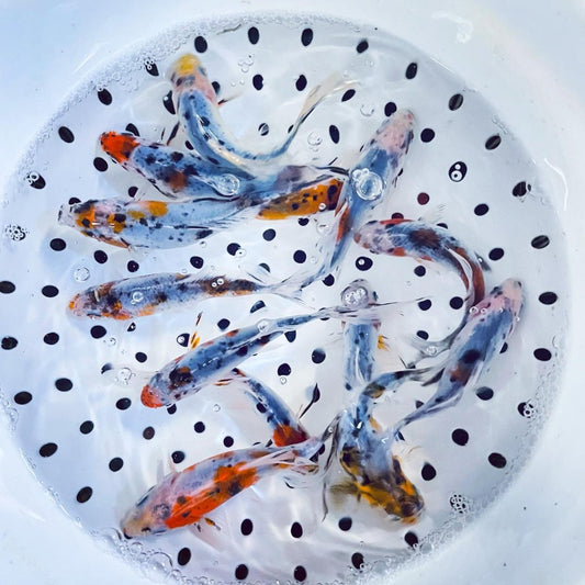 Toledo Goldfish Live Shubunkin Goldfish For Sale