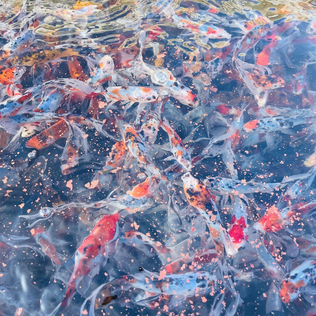 Toledo Goldfish | LIve goldfish and koi fish 