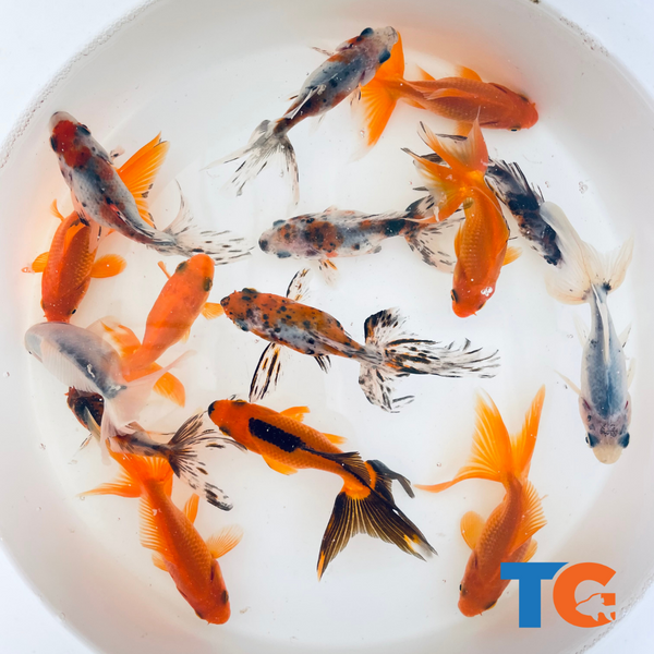 Goldfish Care 101: Common Diseases, Lifespan, and How to Keep Your Goldfish Healthy