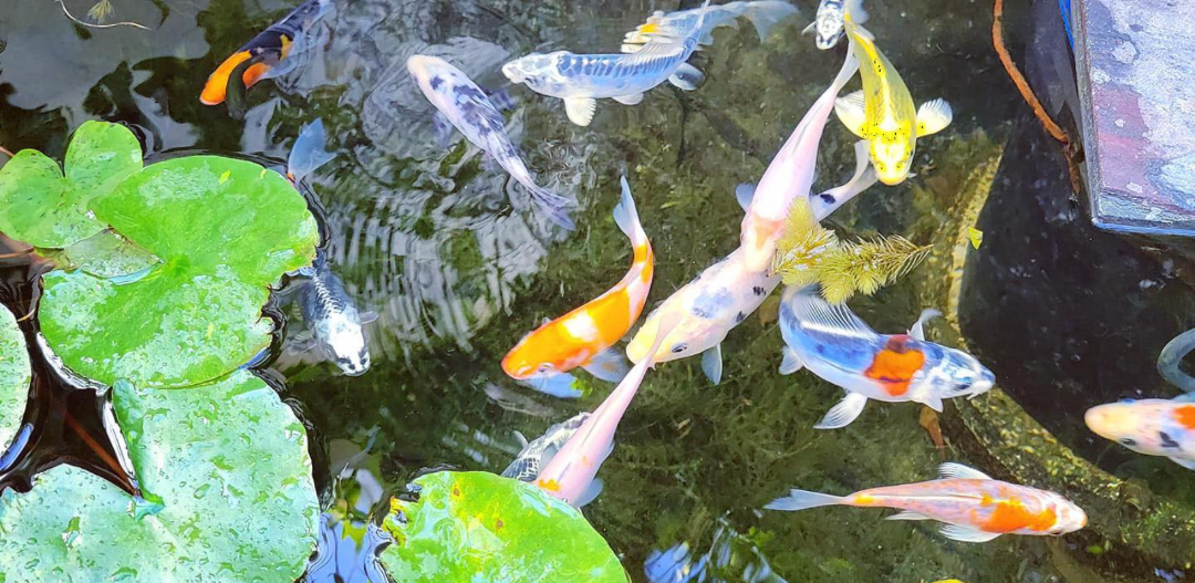 Toledo Goldfish Live Goldfish and Koi in a pond