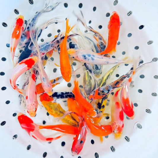 Essential Goldfish Facts: Guide to Feeding Schedules, Tank Size & Sleep Patterns