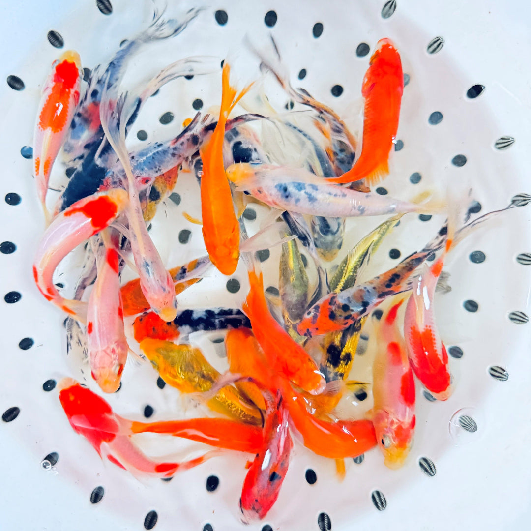 Visual Reference: DIY Goldfish Pond Your Complete Guide To A Thriving Backyard