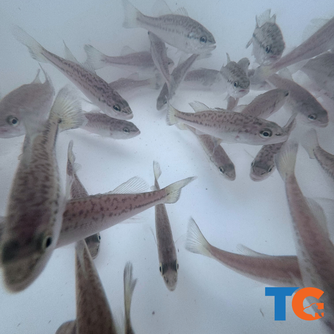 Toledo Goldfish Large Mouth Bass for sale for pond stocking
