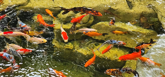 Spring Pond Stocking Guide: Fathead Minnows & Crayfish | Toledo Goldfish