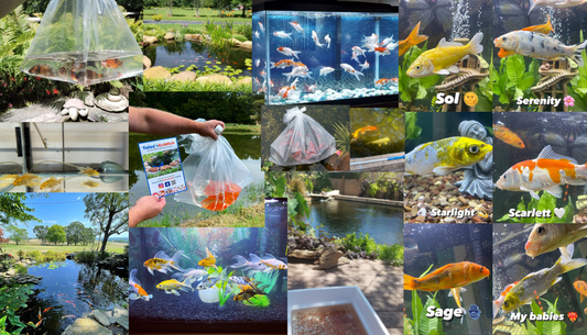 Toledo Goldfish Customer photos of goldfish and koi in their new homes both in ponds and aquariums