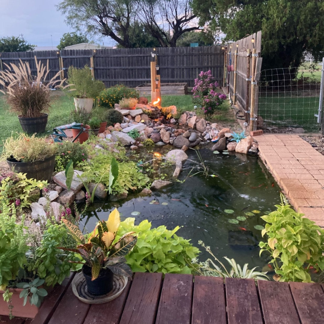 Toledo goldfish customer photo of goldfish and koi water garden