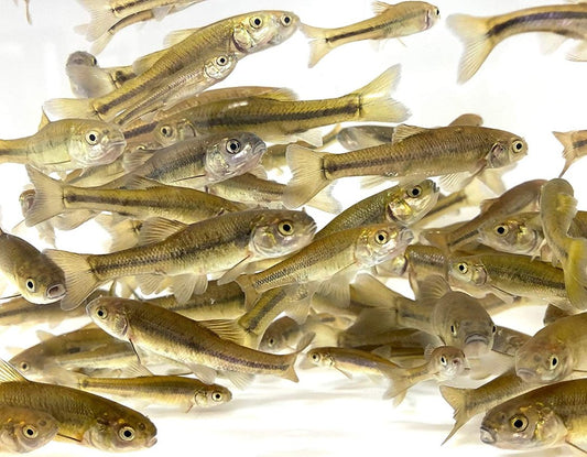 Toledo goldfish fathead minnows