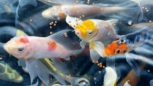 Toledo Goldfish Live fish food