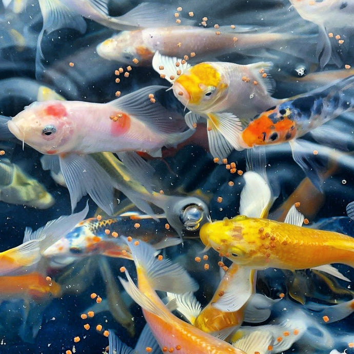 All About Feed Training Your Koi and Goldfish